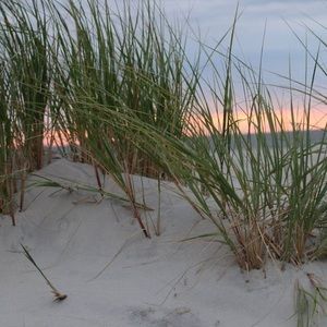 Meet your Posher, Ddosme